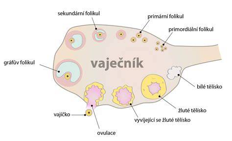 Ženské reprodukční orgány a ovulace