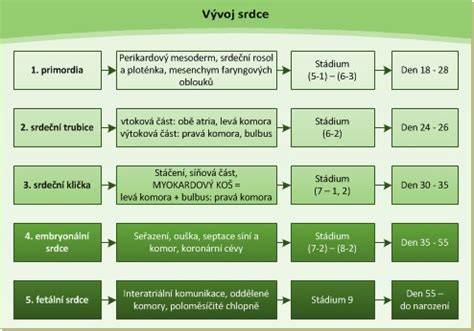 Vývoj srdce plodu ve třetím trimestru