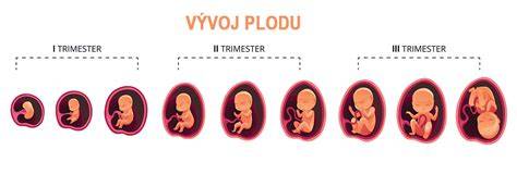 Vitamin D3 v těhotenství placenta a vývoj plodu